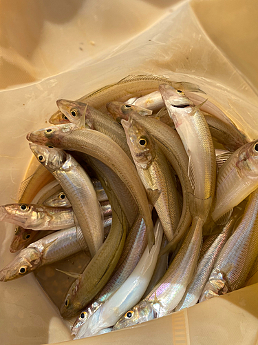 キスの釣果