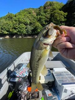 ラージマウスバスの釣果