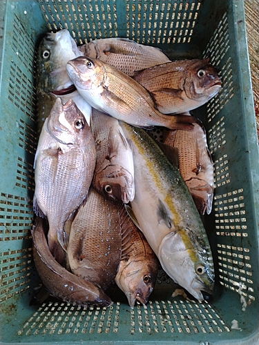 マダイの釣果