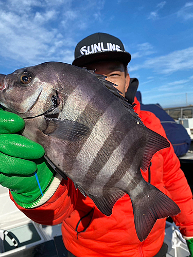 イシダイの釣果