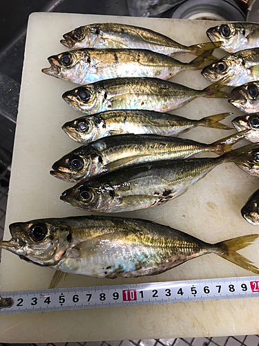 アジの釣果