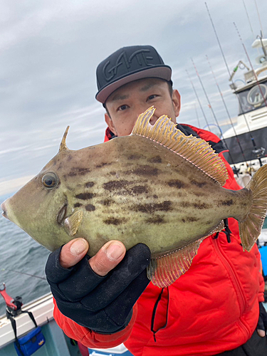 カワハギの釣果