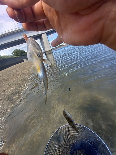 マハゼの釣果