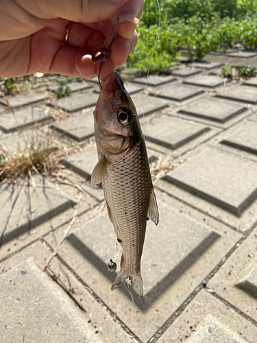 ニゴイの釣果