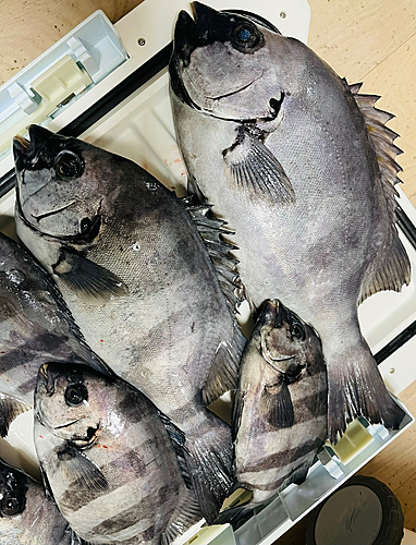 イシダイの釣果