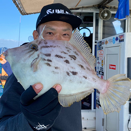 カワハギの釣果