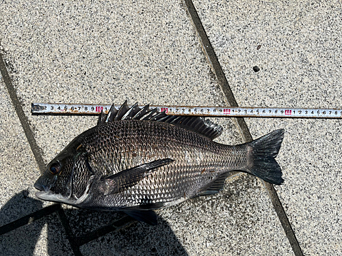 チヌの釣果