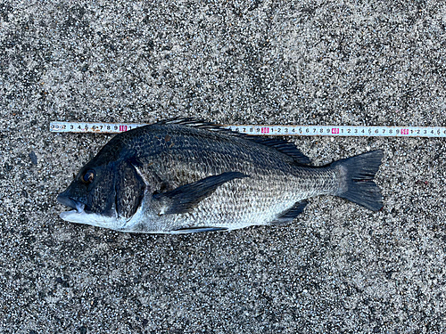 チヌの釣果