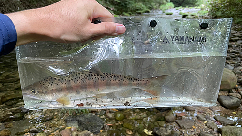 ヤマメの釣果