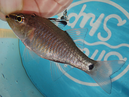 クロホシイシモチの釣果