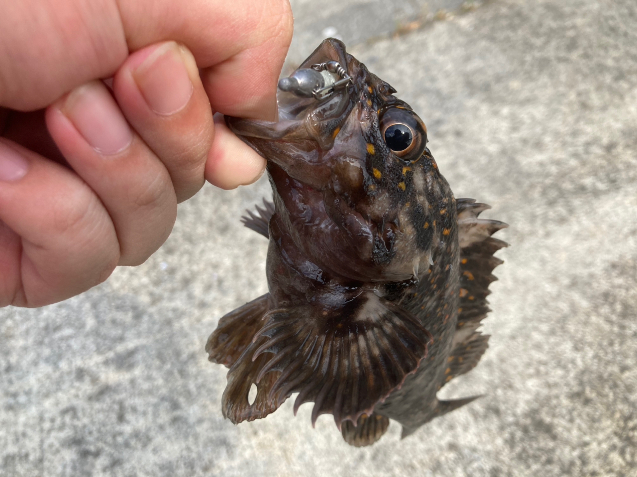 オウゴンムラソイの釣果・釣り情報まとめ【2023年最新