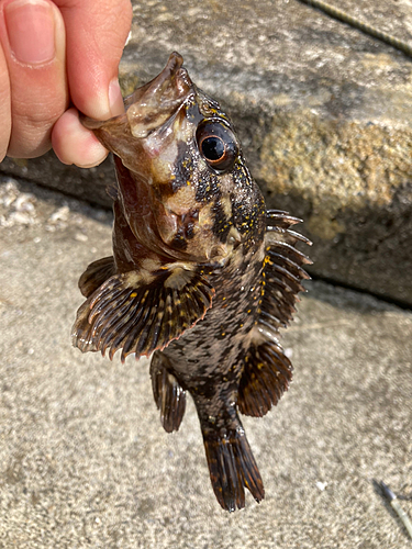 オウゴンムラソイの釣果