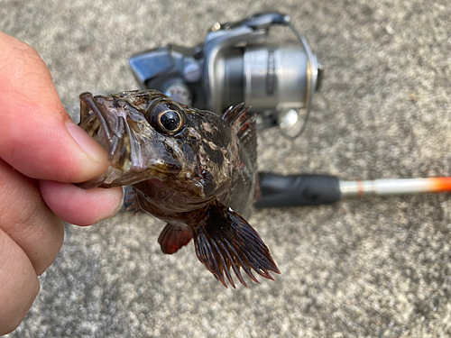 ムラソイの釣果