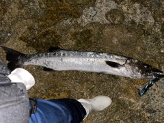 オニカマスの釣果