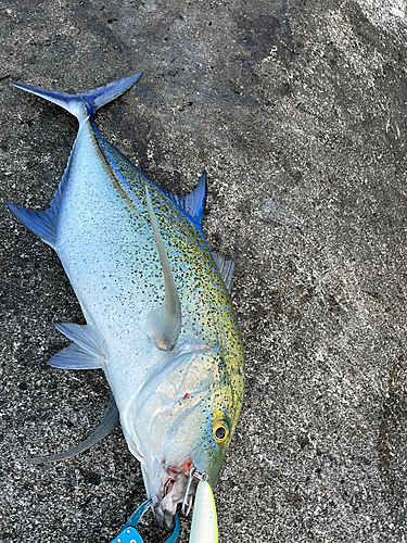 カスミアジの釣果