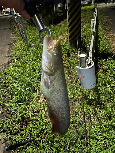 ナマズの釣果