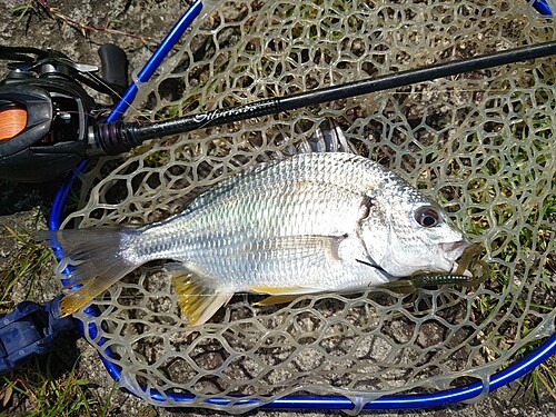 キビレの釣果