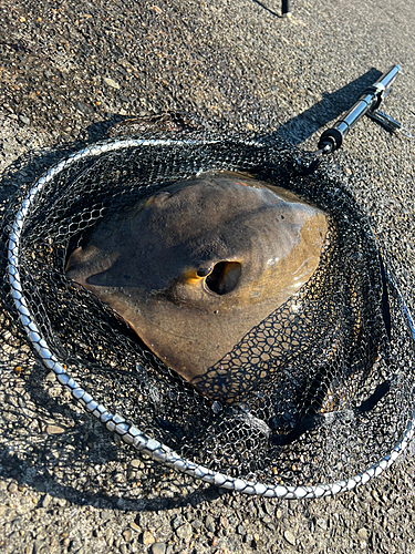 アカエイの釣果