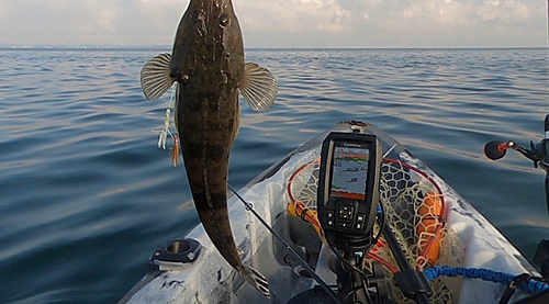 マゴチの釣果