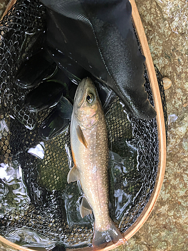 イワナの釣果