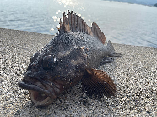 オウゴンムラソイの釣果