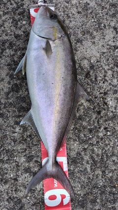 カンパチの釣果