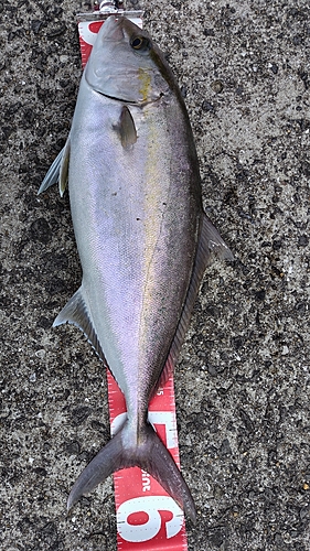 カンパチの釣果