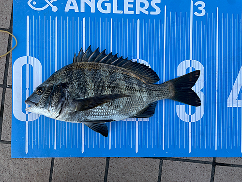 クロダイの釣果