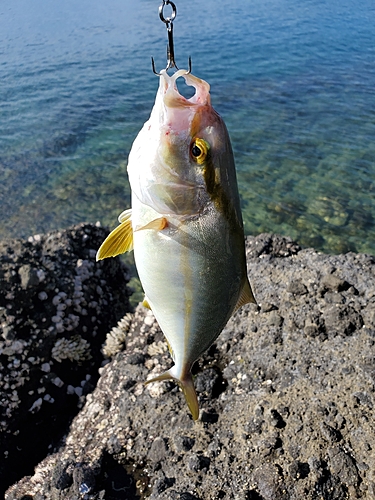 ネリゴの釣果