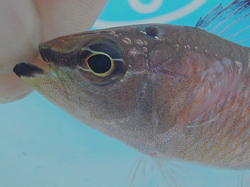 クロホシイシモチの釣果