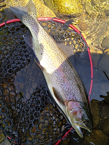 ニジマスの釣果