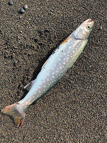 アメマスの釣果