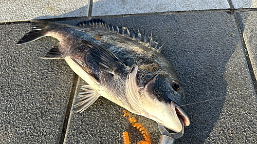 チヌの釣果