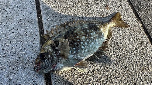 アイゴの釣果