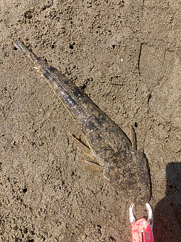 マゴチの釣果