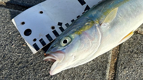 ツバスの釣果