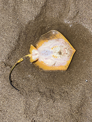 エイの釣果