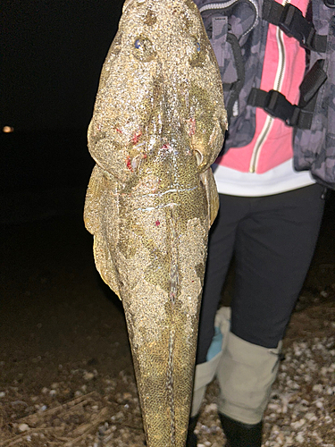 マゴチの釣果