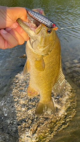 スモールマウスバスの釣果