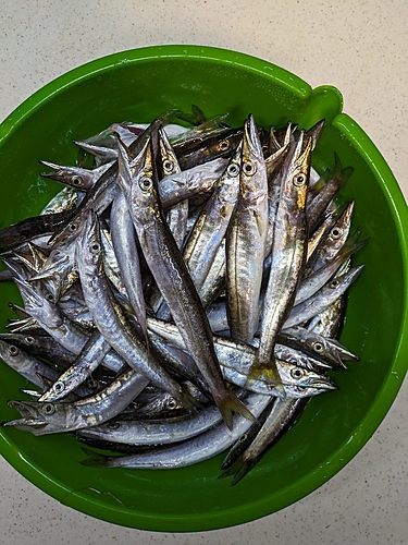 カマスの釣果