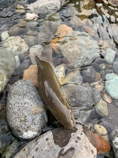 ウグイの釣果