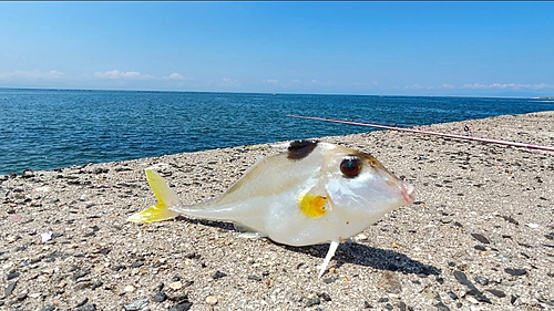 ギマの釣果