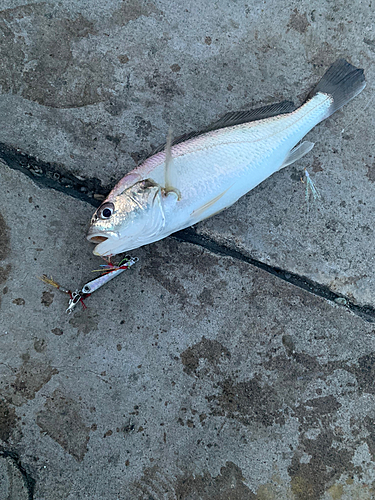 釣果一覧】検見川浜突堤で釣れたイシモチ - アングラーズ