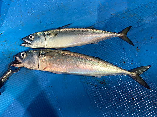 サバの釣果