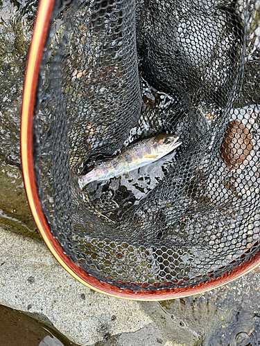 アマゴの釣果