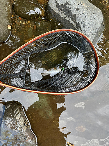 アマゴの釣果