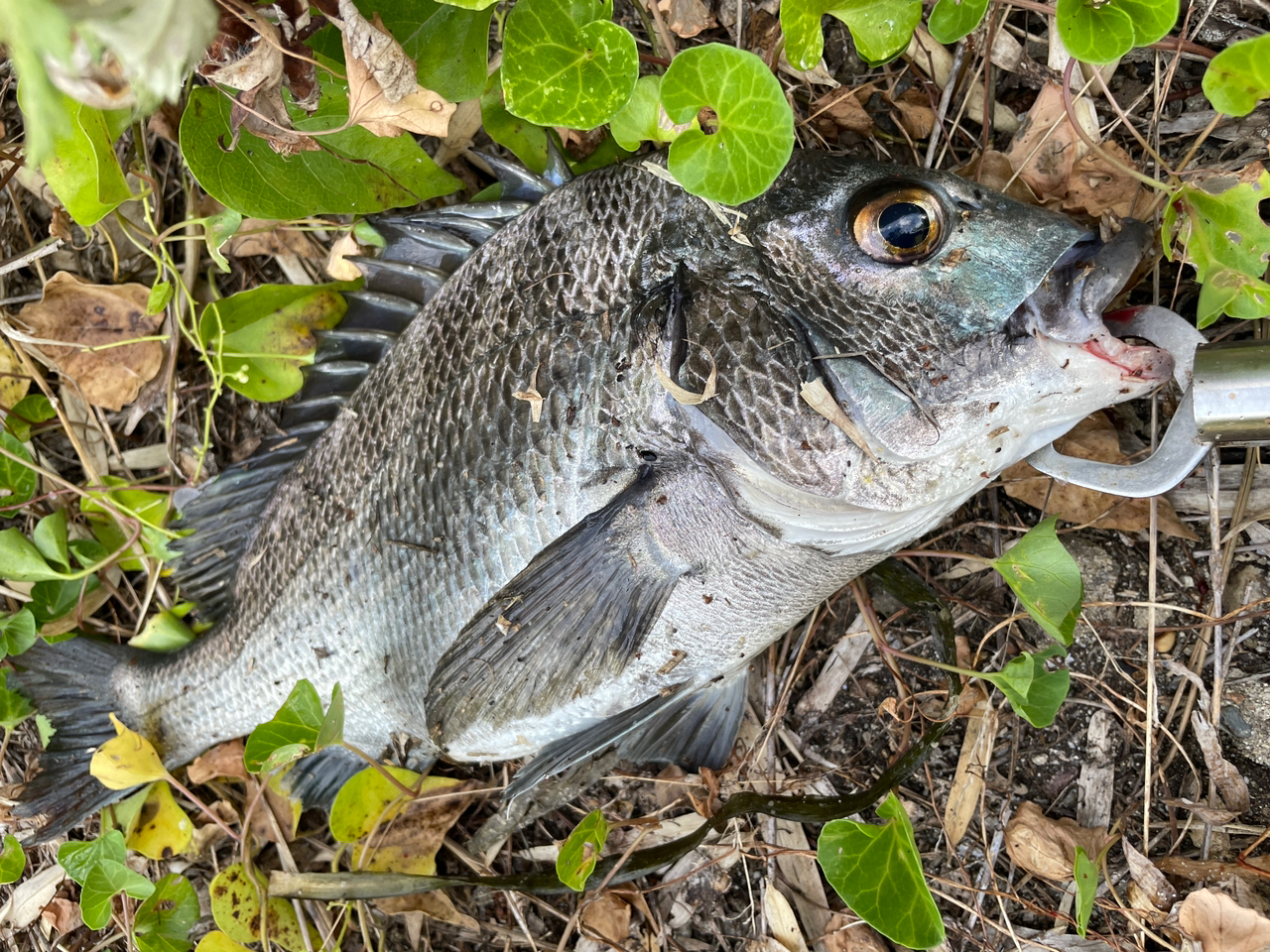 クロダイ