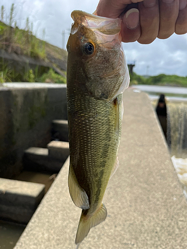 釣果