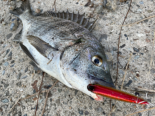 クロダイの釣果