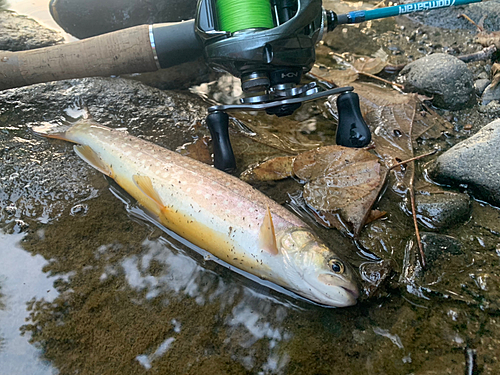 エゾイワナの釣果